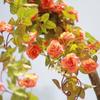 Artificial Rattan Rose Vine for Ceiling & Wall Decor - Wedding & Pipe Covering