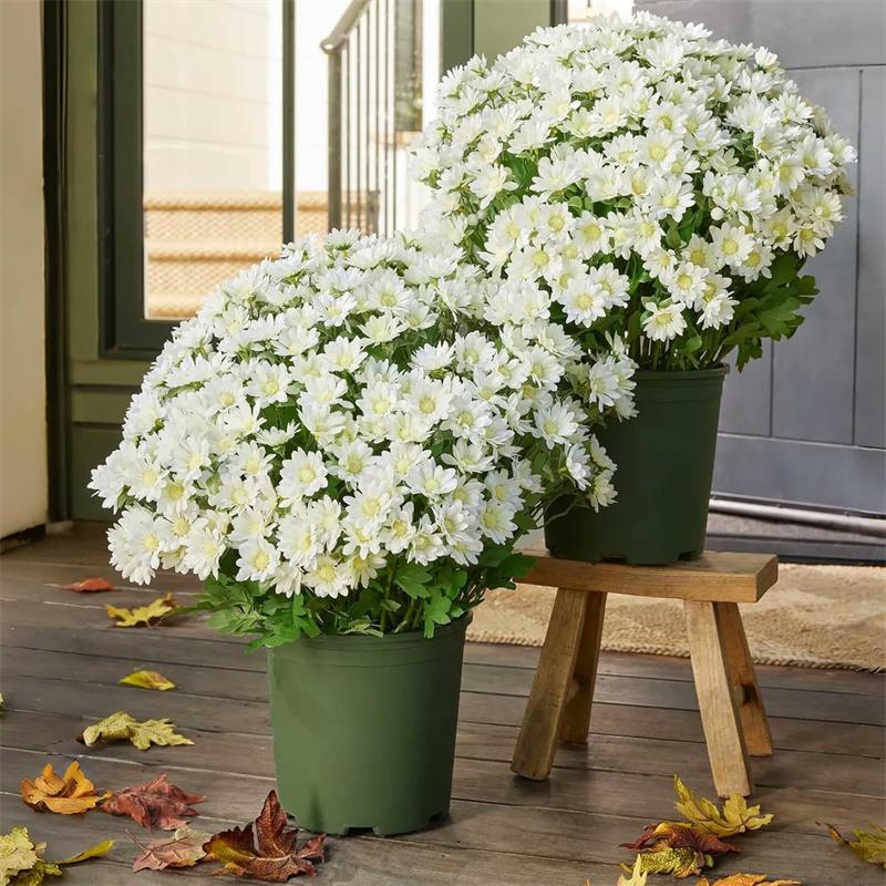 Funsdecor Mums, Artificial Sunset Mums, Artificial Outdoor Sunset Mums Flowers