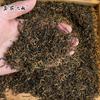 Uncle tea farmer, Jin Junmei black tea, Zhengshan small tea, Tongmu Guan longan fragrance, new tea wholesale in bulk