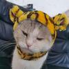 Universal Halloween Lion Costume Hat for Cats & Dogs – Adjustable Velcro, Cute Autumn/Winter Pet Accessory