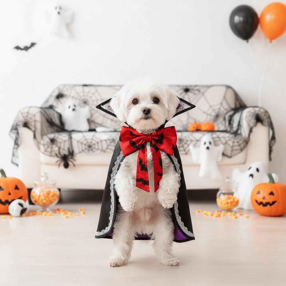 Stand Collar Dog Halloween Cape Open Chest Cat Wizard Robe Pet Bat Cloak  Dog Clothing