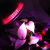 E27 36W LED Full Spectrum Grow Light for Indoor Plants and Succulents