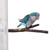 3pack Portable Parakeets Grinding Stick Training Toy Strong Suction Cup Bird for Parakeets Budgies Cockatiel Conure