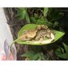 Turtle Basking Platform 6PCS Tree Frog Tank Accessories Leaf Shape Bearded Dragon Platform Suction Cups Resting Leaves