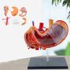 Perfect Study Tool 4D Stomach Anatomy Model for Medicals Exams and Preparations