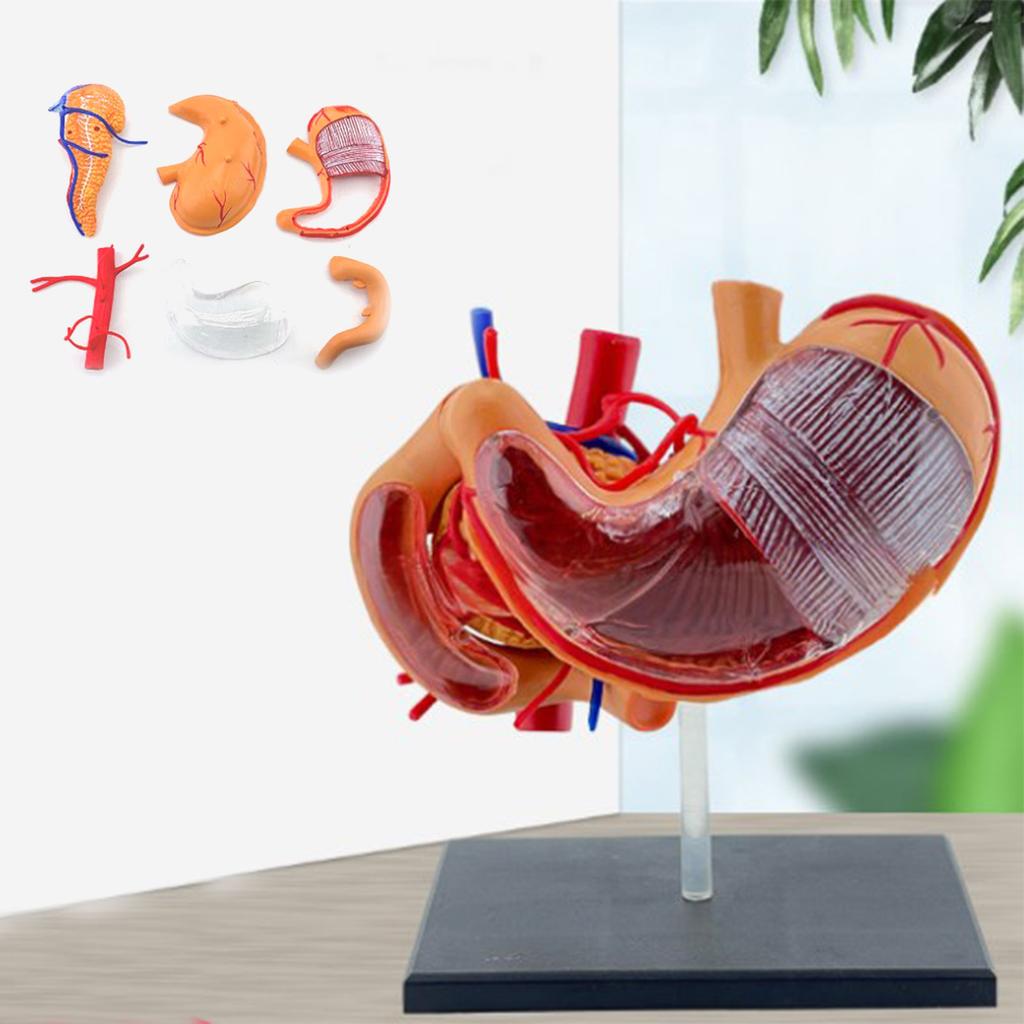 Perfect Study Tool 4D Stomach Anatomy Model for Medicals Exams and Preparations