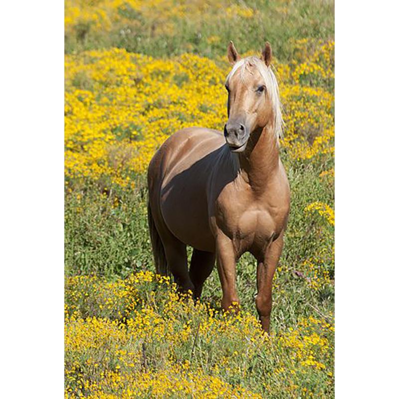 At DIY 5D Elmas Boyama Tam Yuvarlak Matkap Hayvan Elmas Nakış Çapraz Dikiş Mozaik Kitleri Reçine Duvar Sanatı Ev Dekor