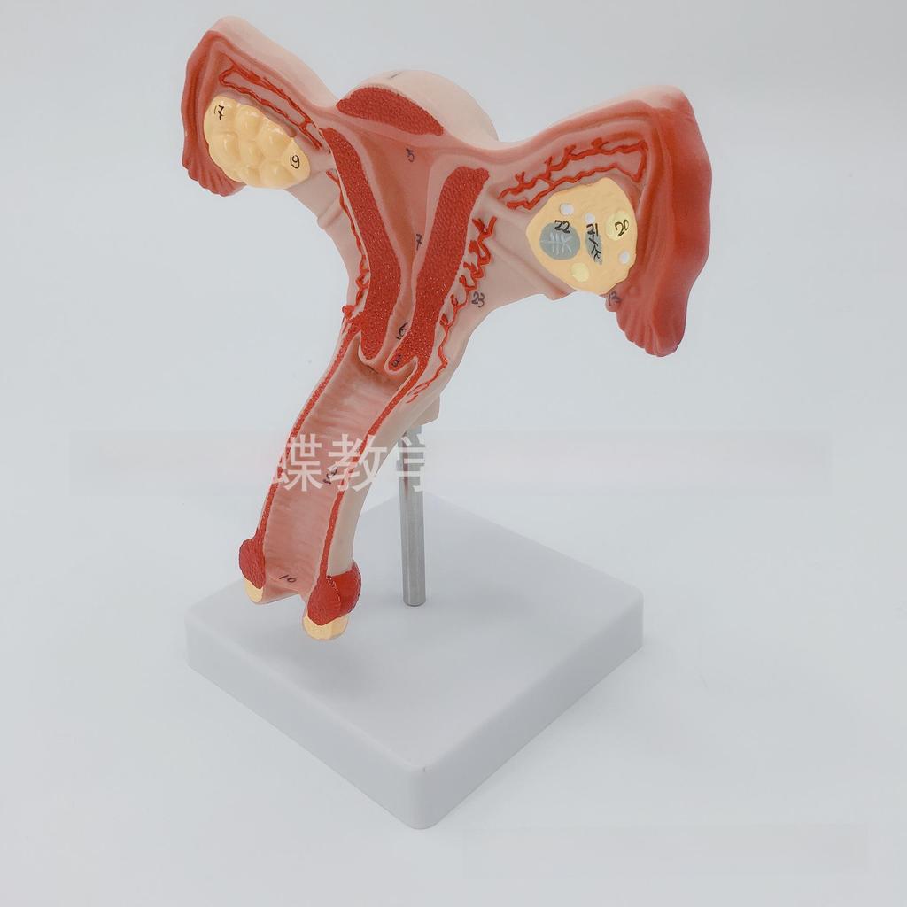 Female Reproductive System Anatomical Model - Uterus and Ovaries