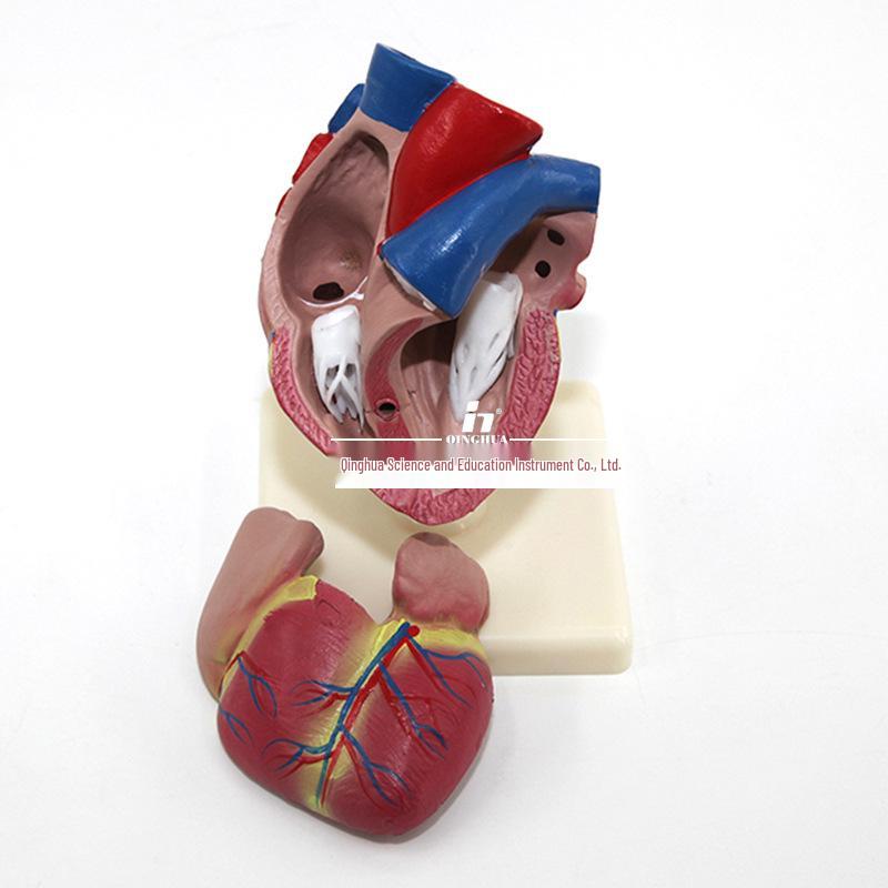 Authentic Human Heart Anatomy Model with Detachable Parts, B-Ultrasound & Color Ultrasound Compatible, 5:1 Scale