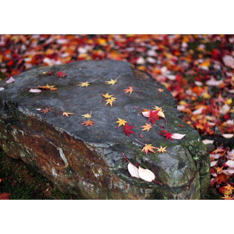 Framed Maple Leaf Red Scenery Poster for Living Room or Study Yellow Kraft Paper (No Glue) 30X42 cm