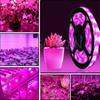 5M 12V LED Grow Light Full Spectrum Grow Light Strip 5050 LED Phyto Lamps For Indoor Flower Seed Hydroponic Plant Growing Lamp
