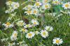 Chamomile flower basket 50g Tisania herbal tea