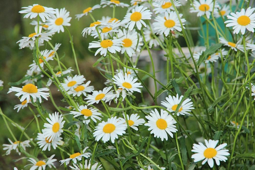 Chamomile flower basket 50g Tisania herbal tea