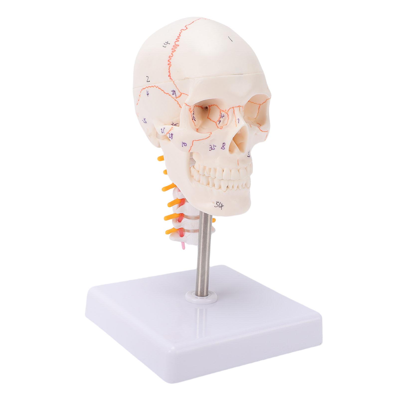 Numbered Human Skull Model 1Celsius2 Human Skull Cervical Spine Model Teaching Display Model Wth Base