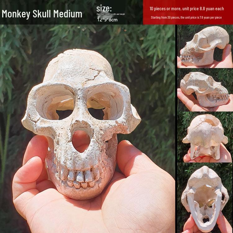 Akril Hüllőtenyésztő Doboz Dekoratív Koponyával