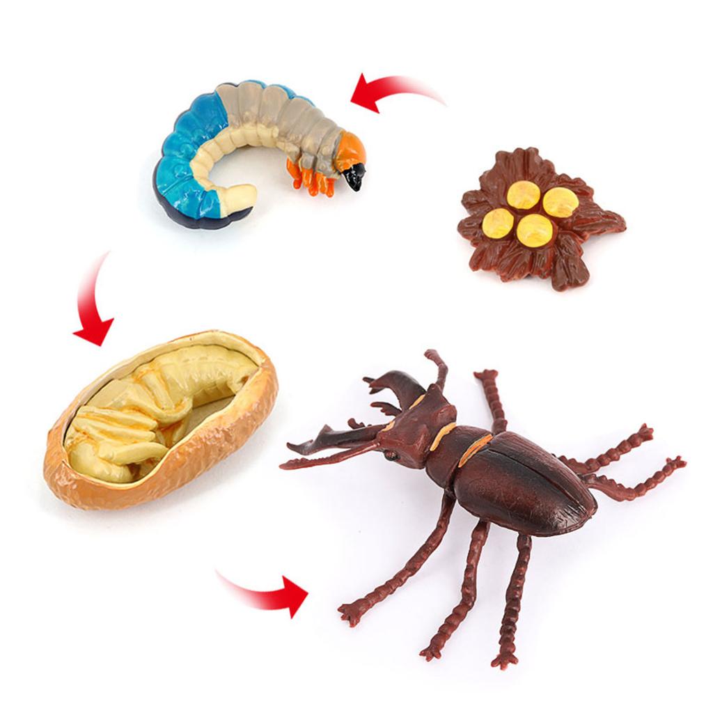 Animals Growth Cycle Life Cycle Model Learning Teaching Model Toy for Children#3