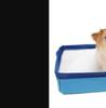 Cat Dog Pool Folding Swimming Pool PVC Small Pet Bathtub Non-inflatable Dog Paddling Pool Pet Funny Supplies 50*50cm