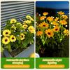 Solar Sunflower Garden Light, Waterproof Outdoor Lawn Lamp with Firefly LED Lights, Automatic On/Off Solar Powered Landscape Lamp Patio Walkway