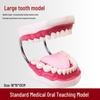 Human Tooth Anatomy Model for Teaching and Simulation - Detachable Denture Mold