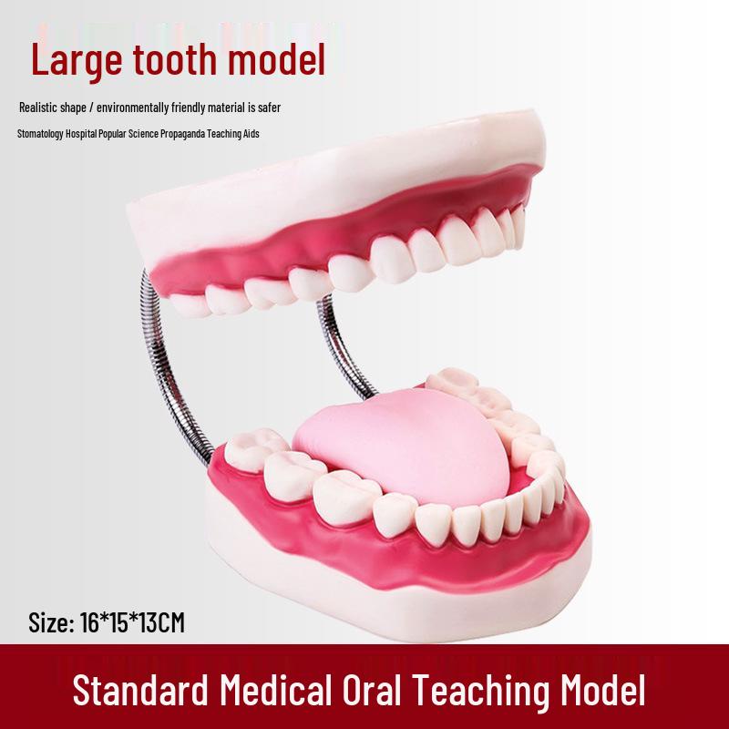 Human Tooth Anatomy Model for Teaching and Simulation - Detachable Denture Mold