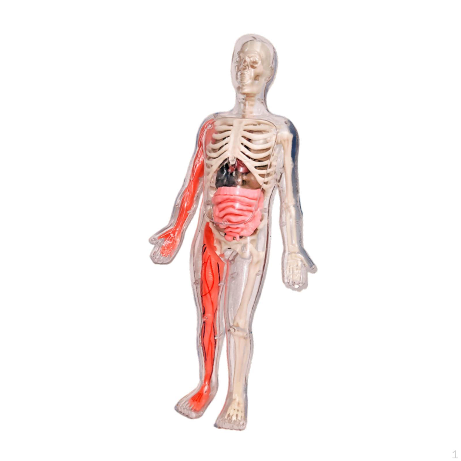 Human Body Puzzle Kits for Kids Anatomy Figure, Science Learning Toy DIY Skeleton Glow in The