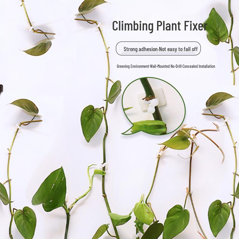 Pothos Wall Climbing Clips: Traceless Adhesive Hook Fixators for Green Plant Support