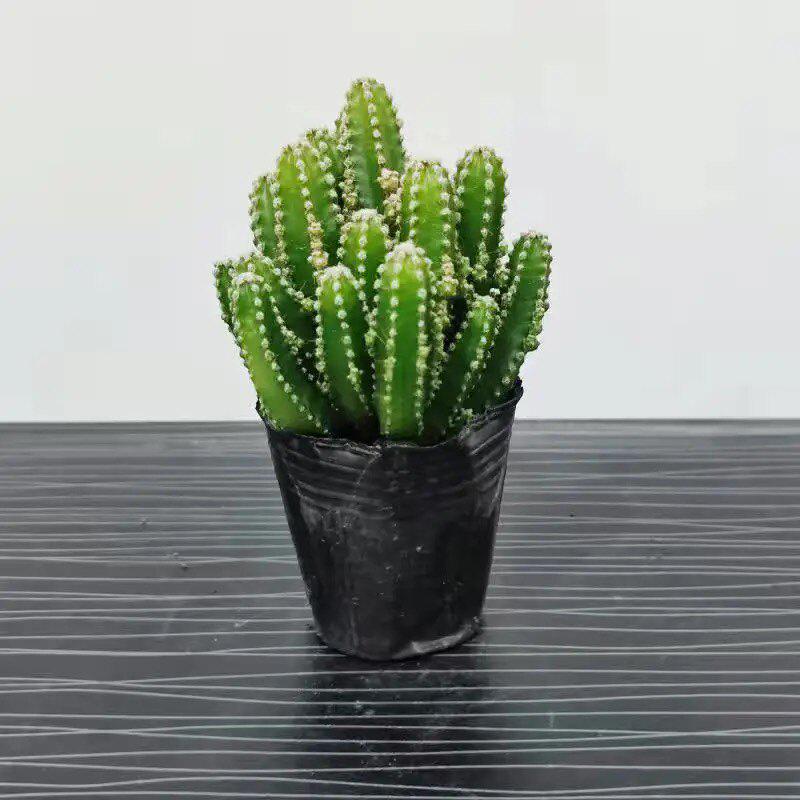 Easy-Care Succulent Arrangement: Wealth-Attracting Mountain Cacti & Flowers for Office or Living Room Décor