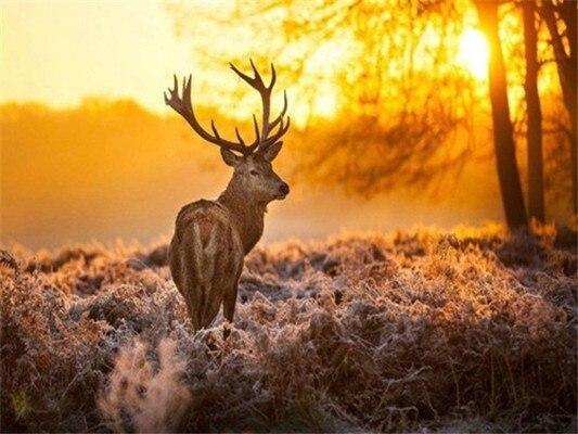 5D diamantová malba s motivem jelena, lesní krajina, křížkové stehy, diy diamantová výšivka, mozaika, kamínky, dekorace, vánoční dárek, výprodej.