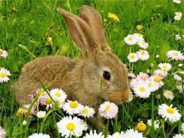5D Diy Diamond Painting Mosaic Rabbit Daisy Full Square/Round Embroidery Animal Grass Home Decor