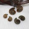 Elegant Pair Natural Ammonite Fossil Conch Specimen For Healing And Home Decor