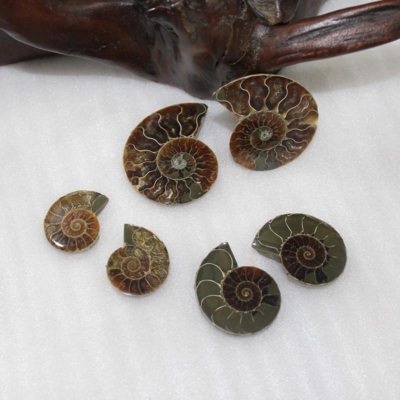 Elegant Pair Natural Ammonite Fossil Conch Specimen For Healing And Home Decor