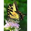 5D DIY Diamond Painting Butterfly Cross Stitch Kit Full Round Drill Embroidery Animal Mosaic Home Decor Kit Wall Art Gift
