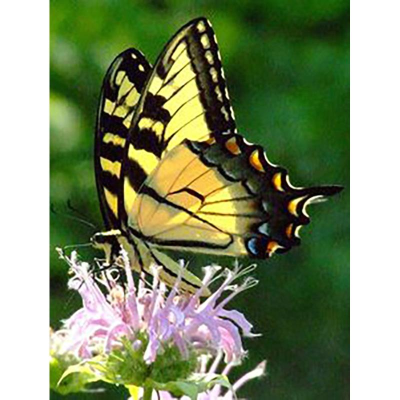 5D DIY Diamond Painting Butterfly Cross Stitch Kit Full Round Drill Embroidery Animal Mosaic Home Decor Kit Wall Art Gift