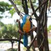 Set of 3 Resin Swing Parrot Garden Pendants for Hanging Decoration for Outdoor Patios Porches and Miniature Landscapes