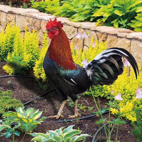 Dekoracja Kogut Realistyczna Życiowa Ozdobna Dwustronny Druk Akrylowy Statua Ogrodowa Kura na Podwórko
