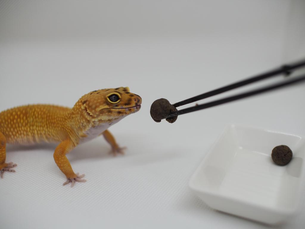 Premium Cricket-Based Complete Nutrition for Leopard Geckos – High Palatability & Gut Health – ECOROGY LEOBAIT-PREMIER 100 g × 1 Pack or 2 Packs