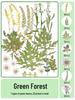 Handmade Transparent Bottle Embossing Film for Spring Plant Specimen Bookmarks