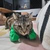 Cat Muscle Arm Costume 3D Printed Cat Neck Arm with Muscle Funny Cat Neck Hanging Decoration Halloween Birthday Party Supplies