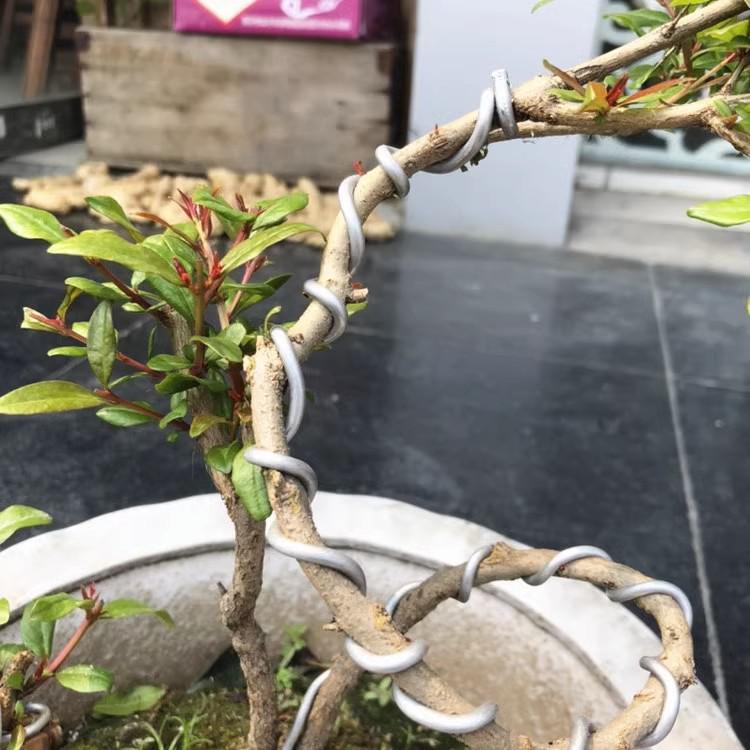 Crassula Ovata Shaping Wire: Soft Aluminum-Iron for Horticulture, Floral Art, Flower Arrangements, and Bonsai Branch Shaping.