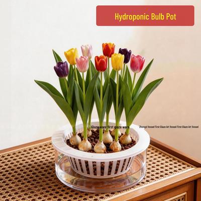 Tulip-Specific Transparent Hydroponic Flower Pot & Bulb Tray