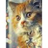 DIY 5D Diamond Painting Fluffy Kitty Diamond Mosaic Cross Stitch Kits Home Decoration Full Round Diamond Embroidery