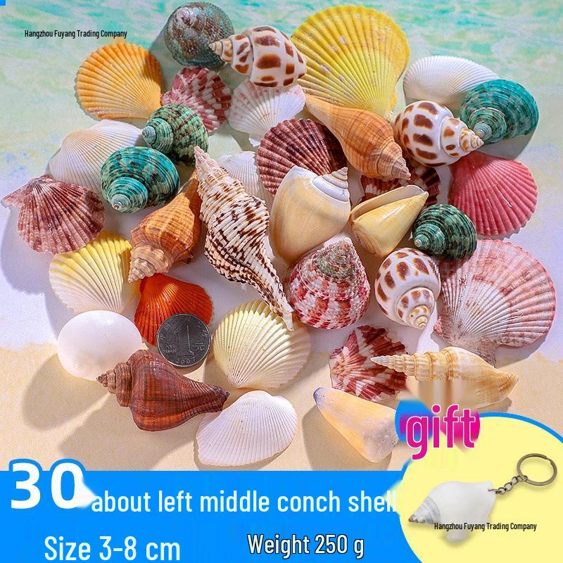 Handmade Decorative Seashells & Starfish for Fish Tanks: Landscaping, Painting, Specimens, Whelks, Hermit Crabs