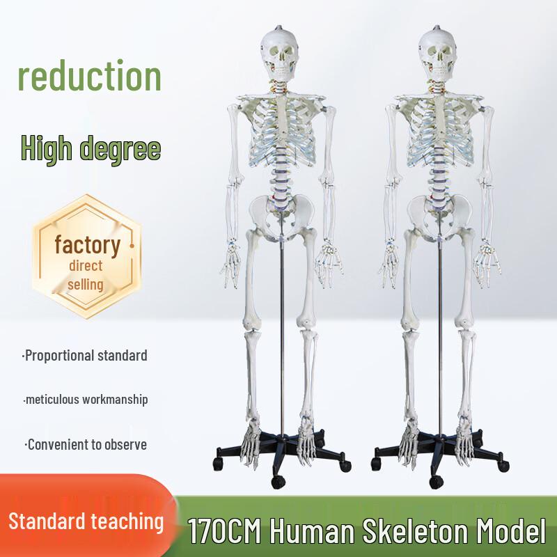 Human Skeleton Model (170CM with Nerves)