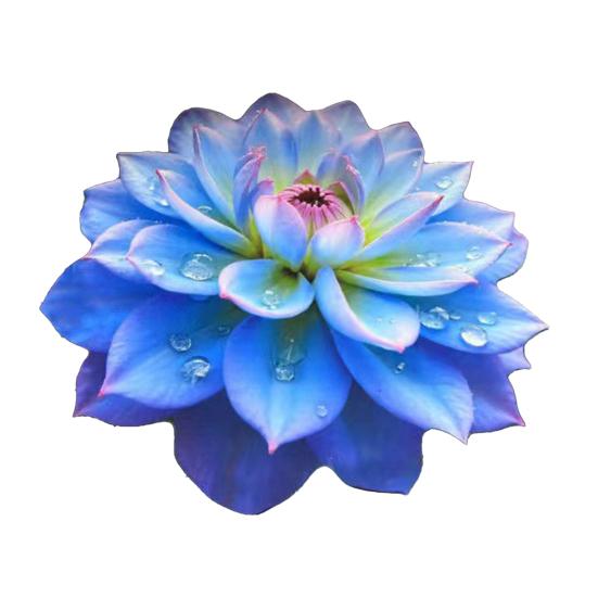 3D Flower Floor Mat Realistic Absorbent Flower Carpet Non-Slip Decorative Area
