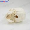 Life-Size Detachable White Human Skull Model for Art and Sketching