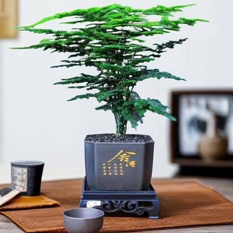 Prosperous House Indoor Bonsai: Easy-Care Cloud Bamboo for Home or Office