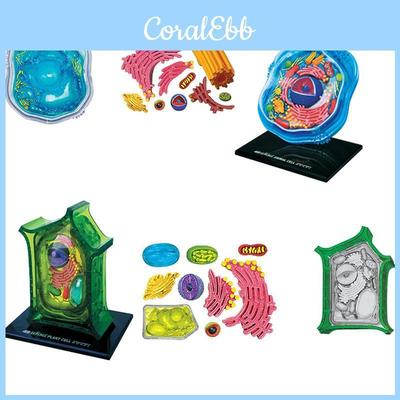 Modelo 4D de Célula Animal, Célula Vegetal, Estructura Microscópica para Enseñar Biología Estructura Microscópica