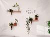 Solid Wood Wall-Mounted Flower Holder & Shelf - Decorative Vase for Plants & Water Culture