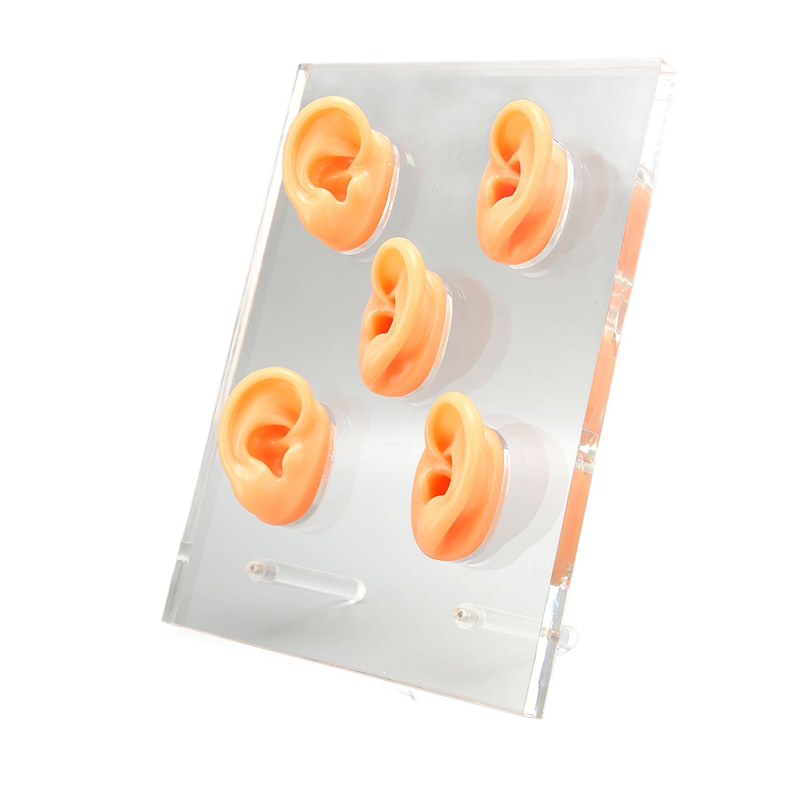 

5 шт. силиконовая модель уха прозрачные детали водонепроницаемая модель уха акриловая демонстрационная доска с 2 опорами