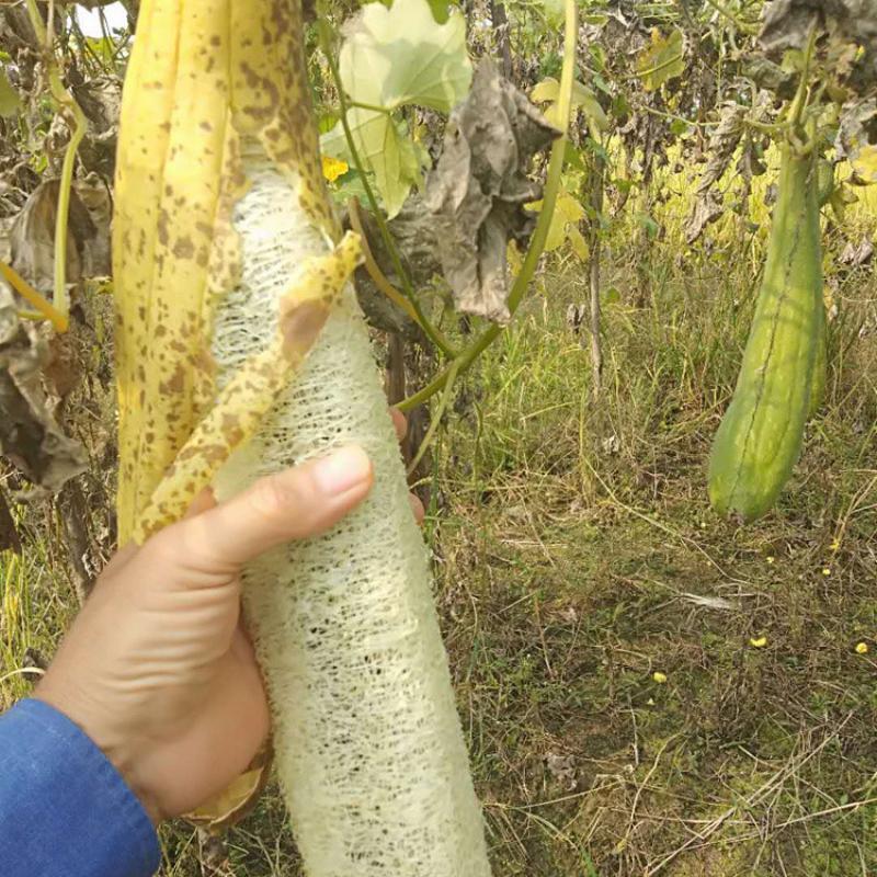 Ciotola di luffa naturale per lavare i piatti Panno per piatti di luffa naturale Olio antiaderente Cucina Scrub speciale Bagno Sfregamento della schiena Goodies